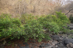 Syzygium salicifolium